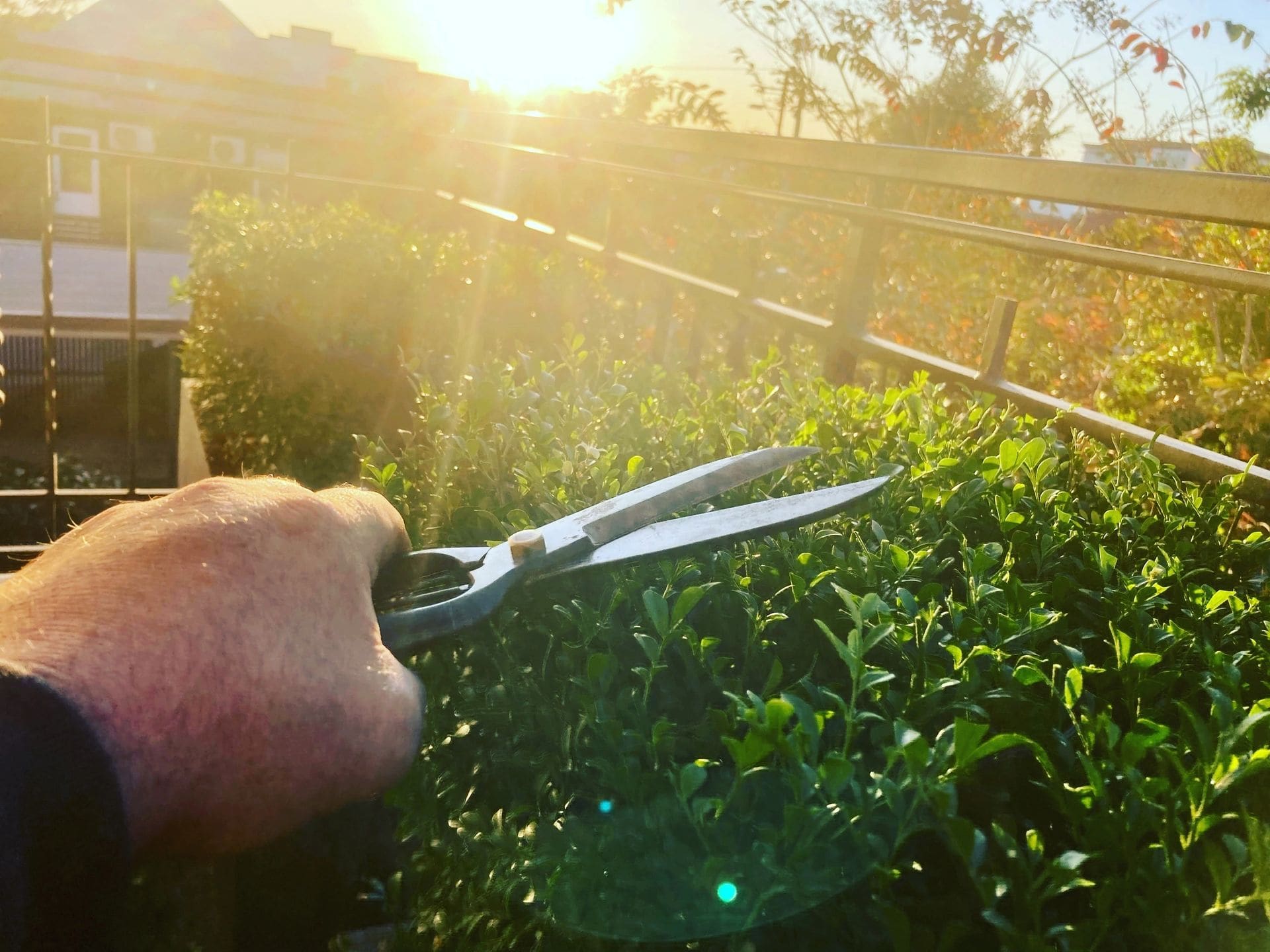 Hand shears trimming a hedge in the morning sun